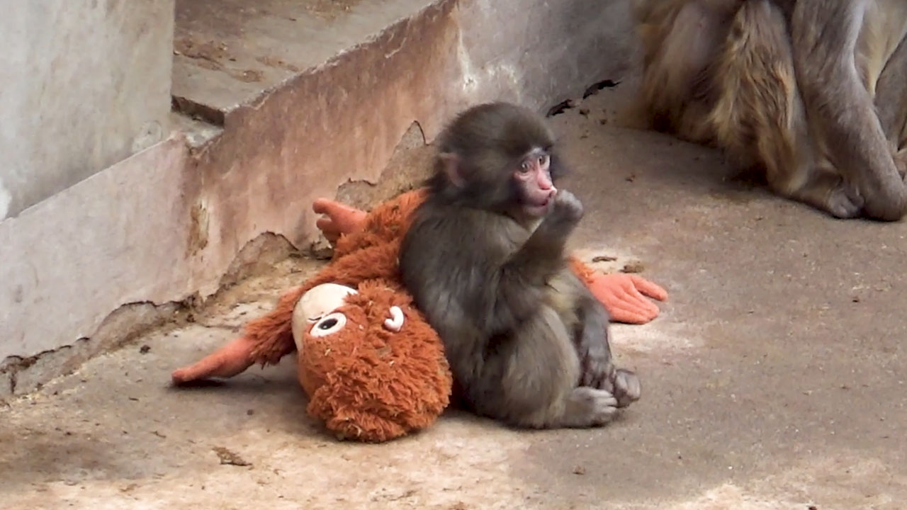 Opičji mladiček Punch z plišastim orangutanom v živalskem vrtu Ichikawa City na Japonskem