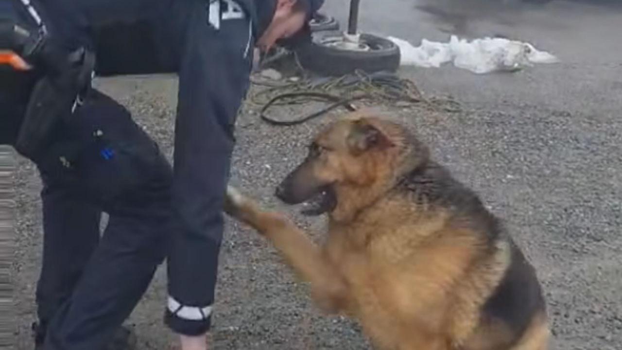 Slovenski policist se igra z nemškim ovčarjem na krožišču pred Šmartnim pri Slovenj Gradcu