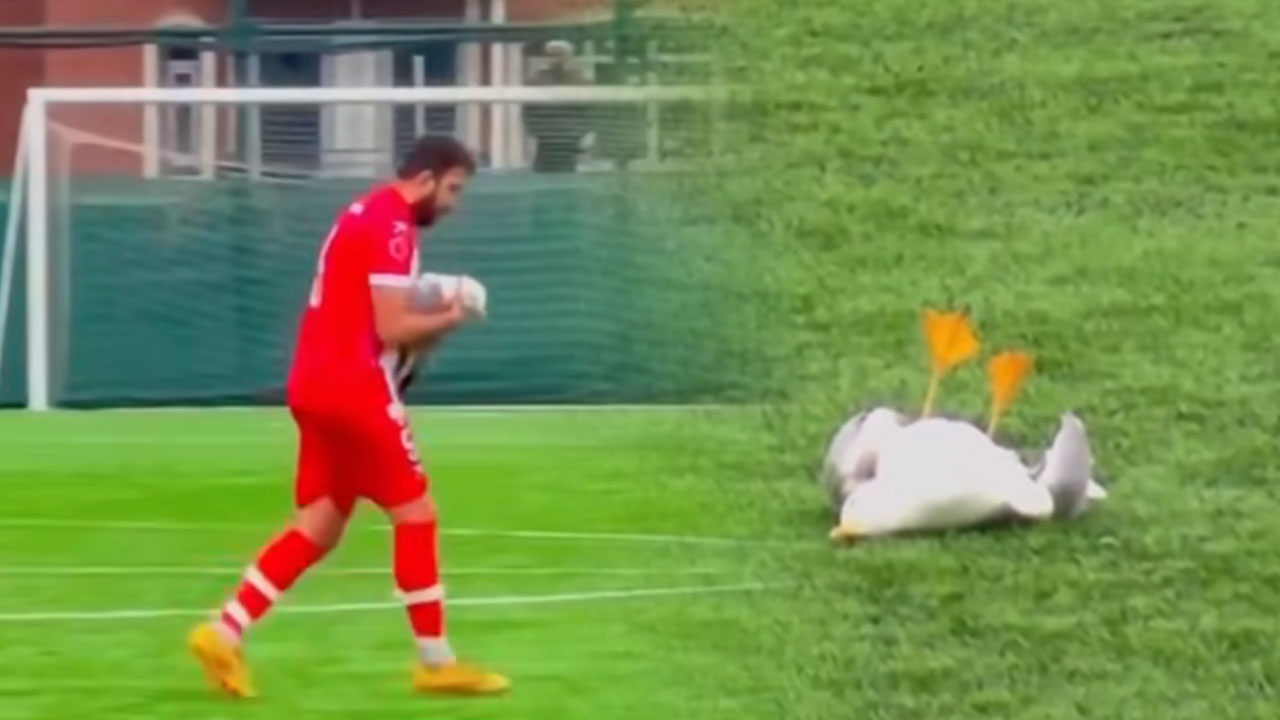 Kapetan Gani Catan med oživljanjem galeba na nogometni tekmi v Istanbulu