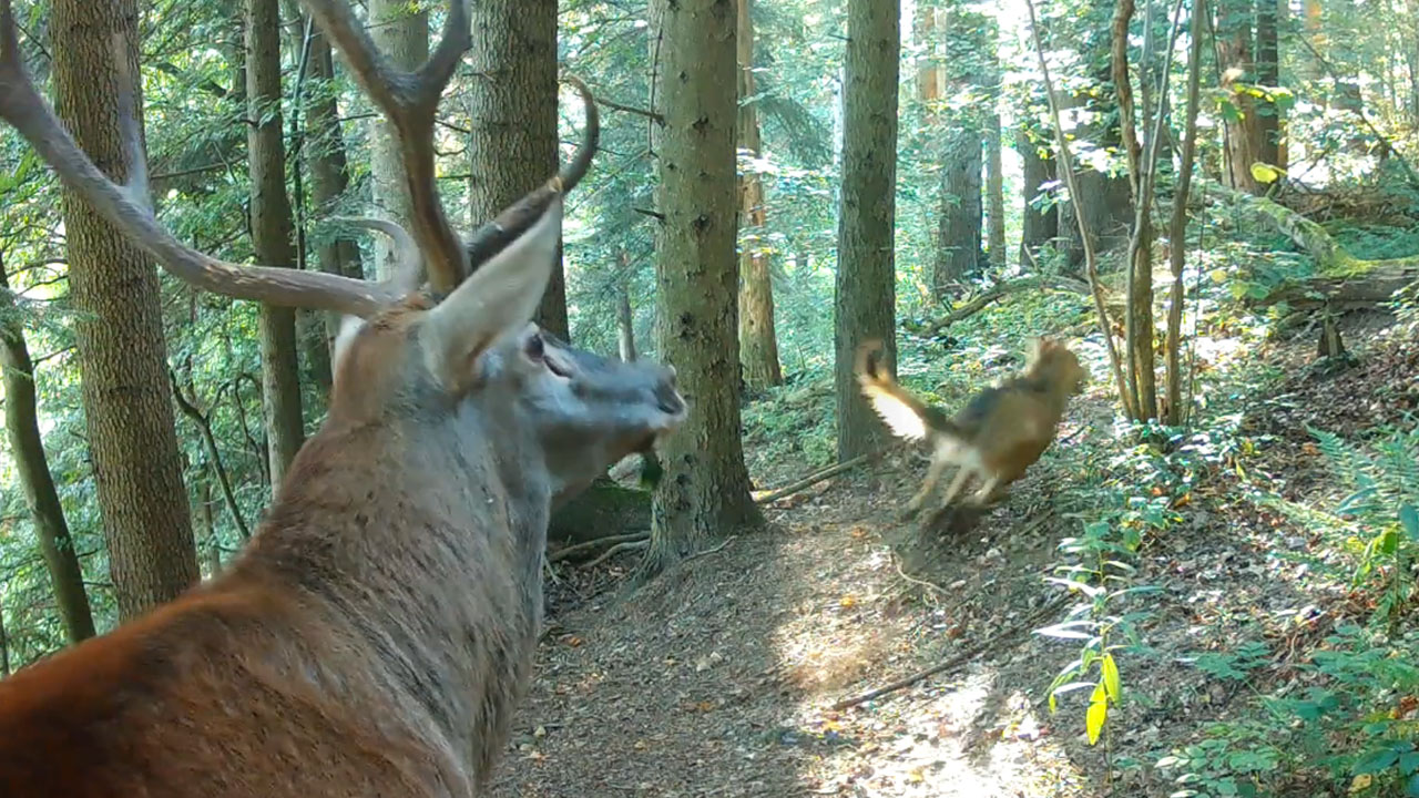 Jelen in volk v gozdu na Poljskem tik pred soočenjem, prizor ujet z lovsko kamero