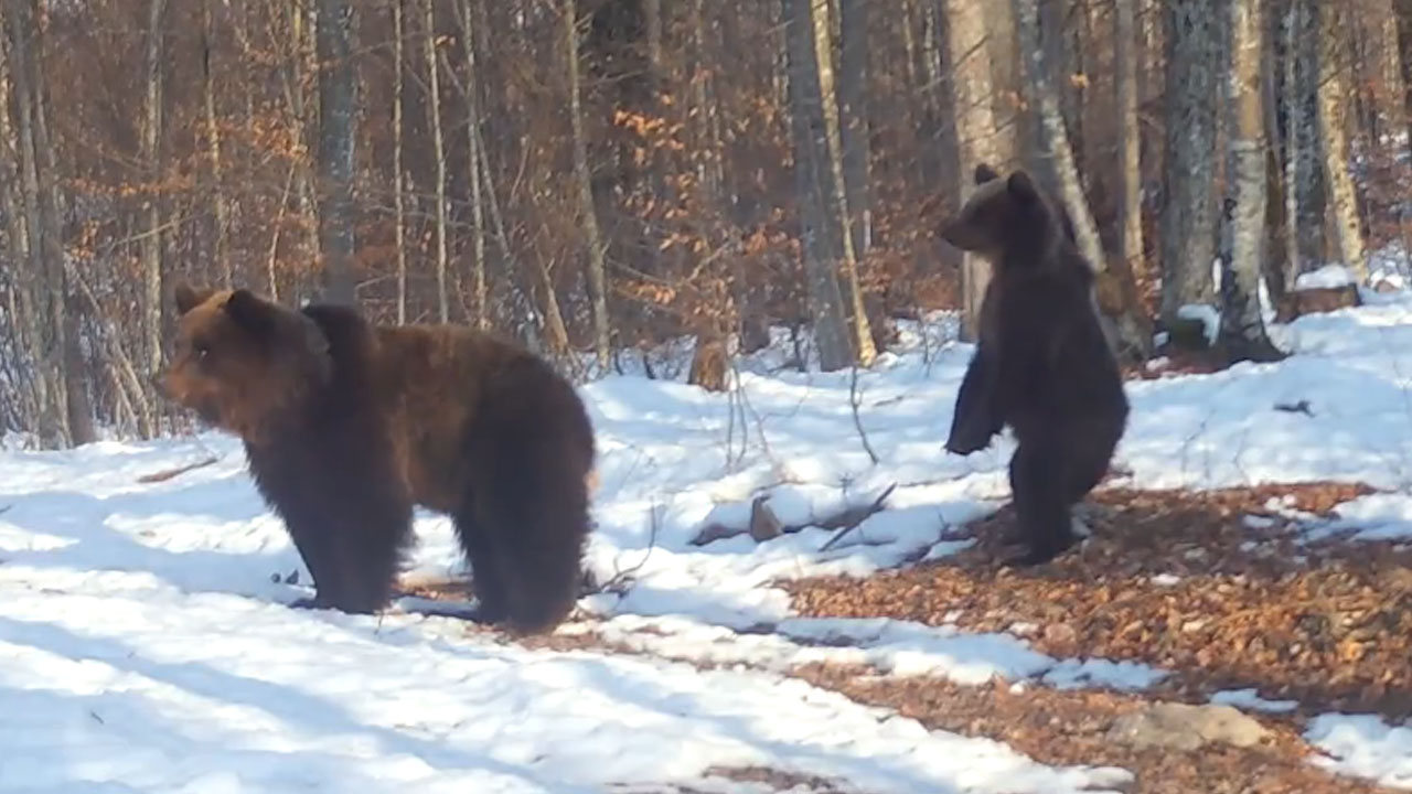 Rjavi medved v kočevskem gozdu, prizor iz naravnega okolja ob svetovnem dnevu medvedov