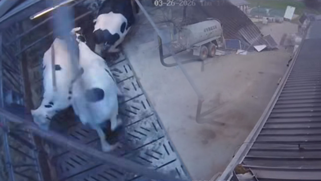 Močan veter odnesel streho hleva na kmetiji v Radovljici, prestrašen odziv krav