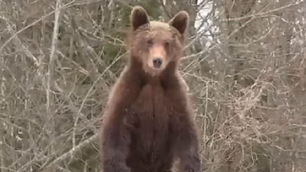 Mladi rjavi medved ob avtomobilu v Narodnem parku Plitviška jezera