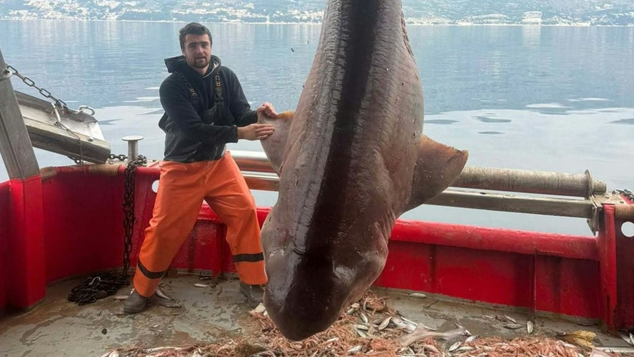 Morski pes šesteroškrgar v ribiški mreži pri otoku Brač v Jadranskem morju