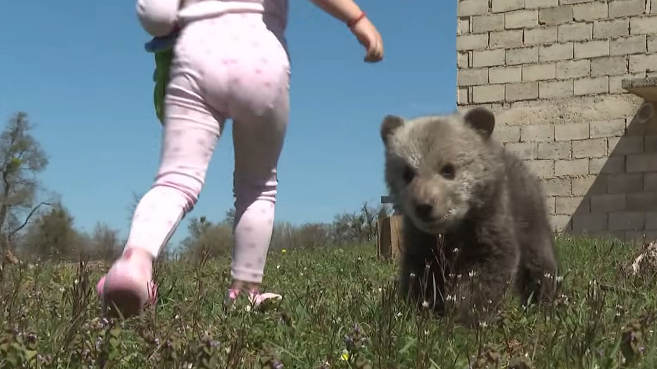 Medvedji mladič na dvorišču družine pri Plitviških jezerih na Hrvaškem