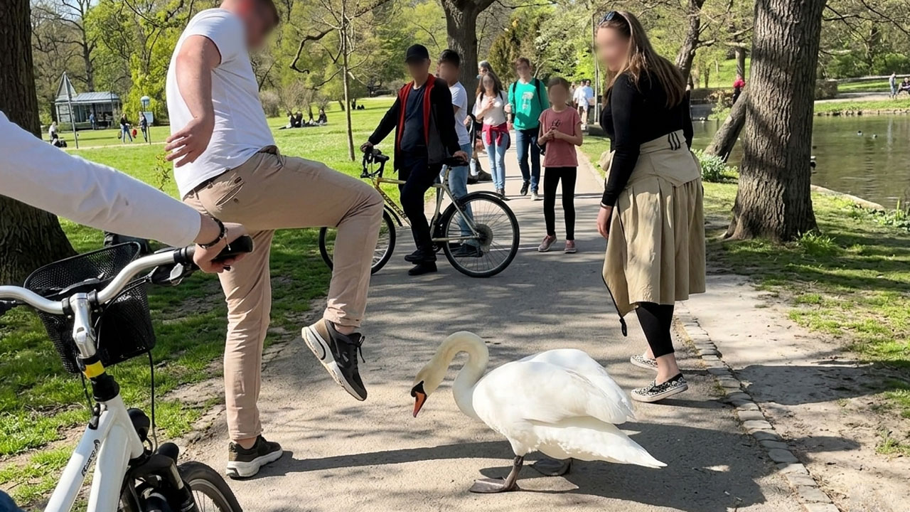 Labod na sprehajalni poti v Tivoliju v Ljubljani, kjer je prišlo do incidenta s sprehajalci