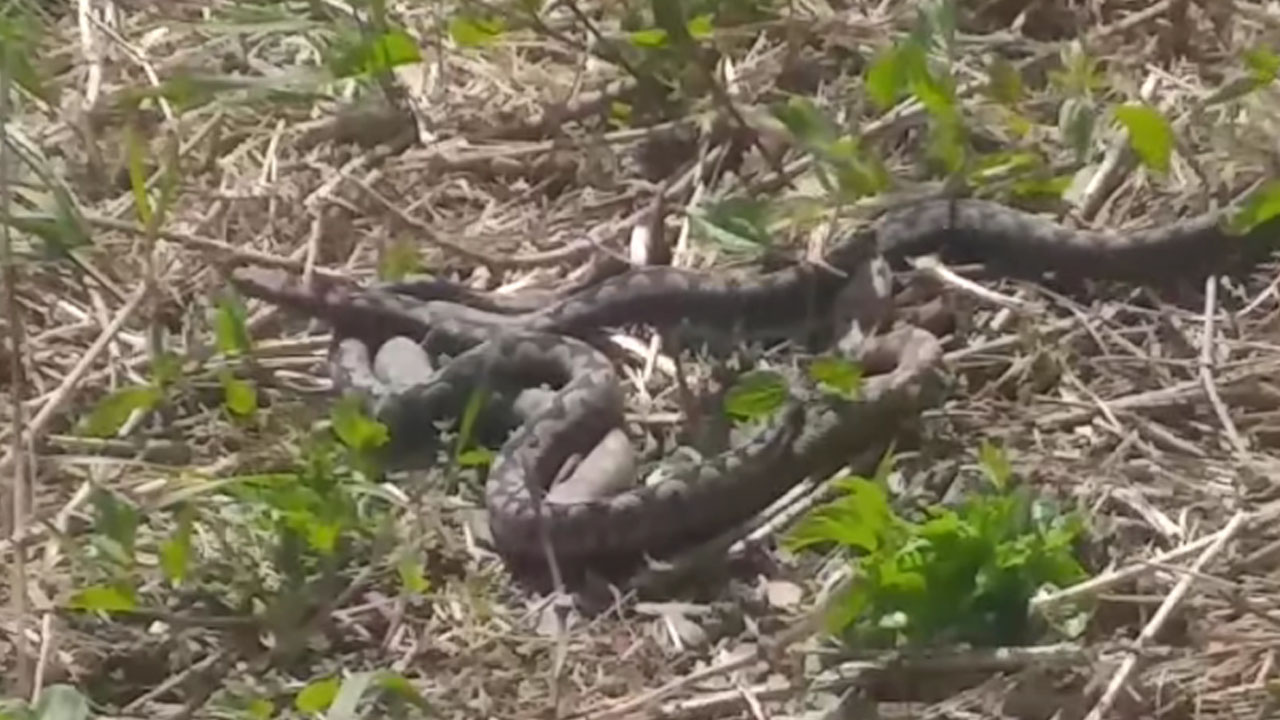 Na Piramidi v Mariboru posneli večje število strupenjač, prevladuje modras