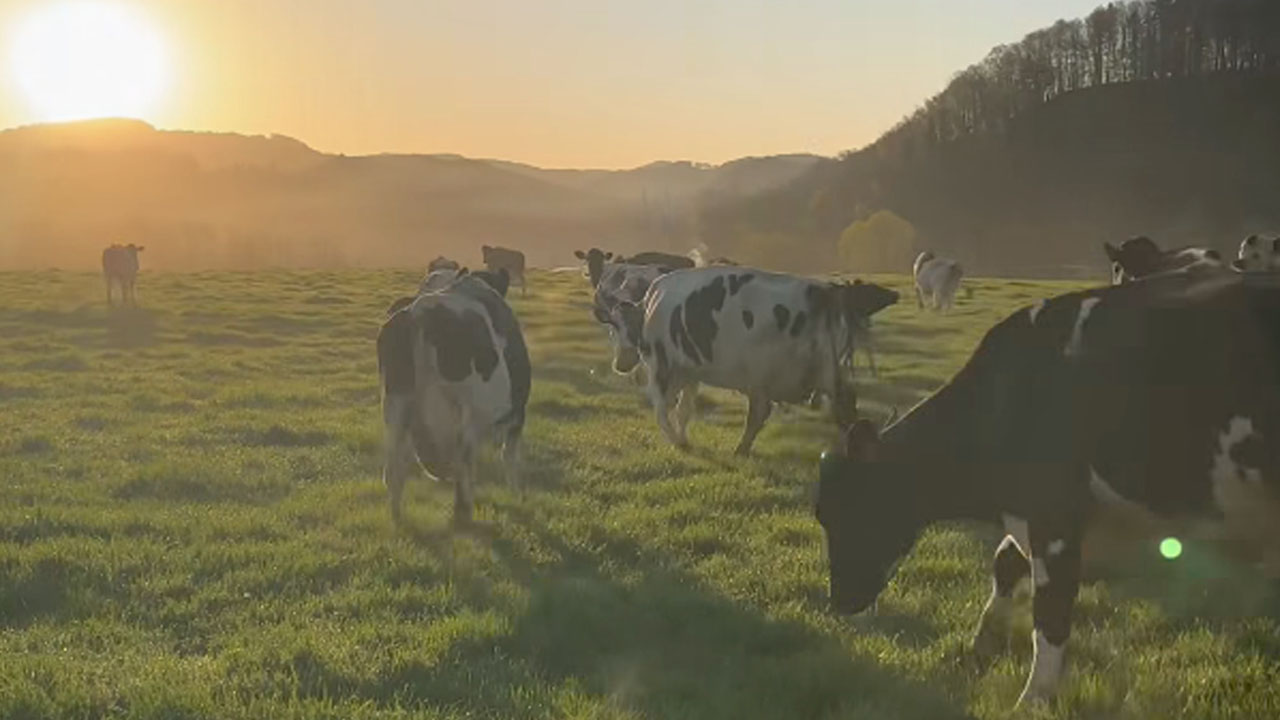 Krave na prvi pašni dan na posestvu Grmače pri Litiji skačejo od veselja na travniku