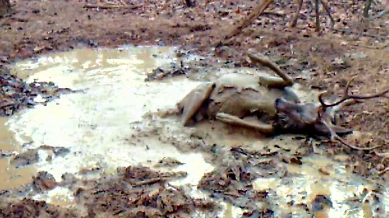 Jelen se valja in skače po blatni luži v Narodnem parku Severni Velebit