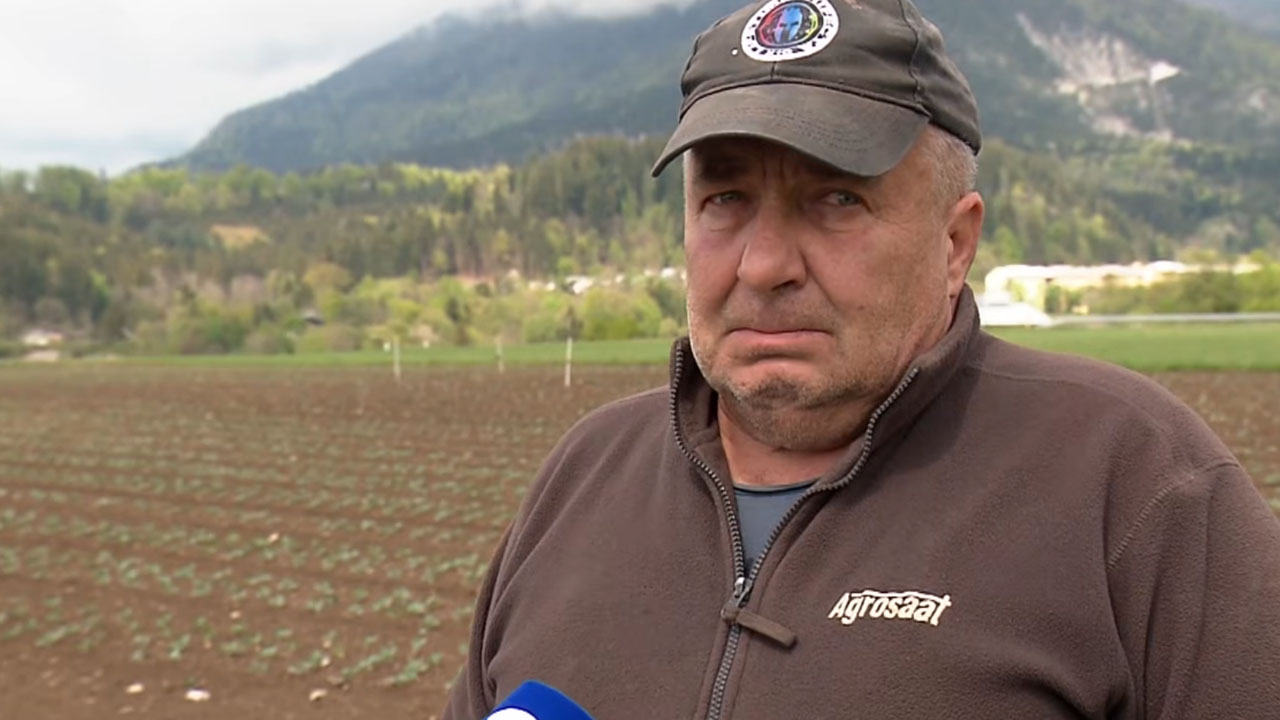 Pretresen kmet Peter Jarc na uničeni njivi zelja, ki so ga izruvale vrane