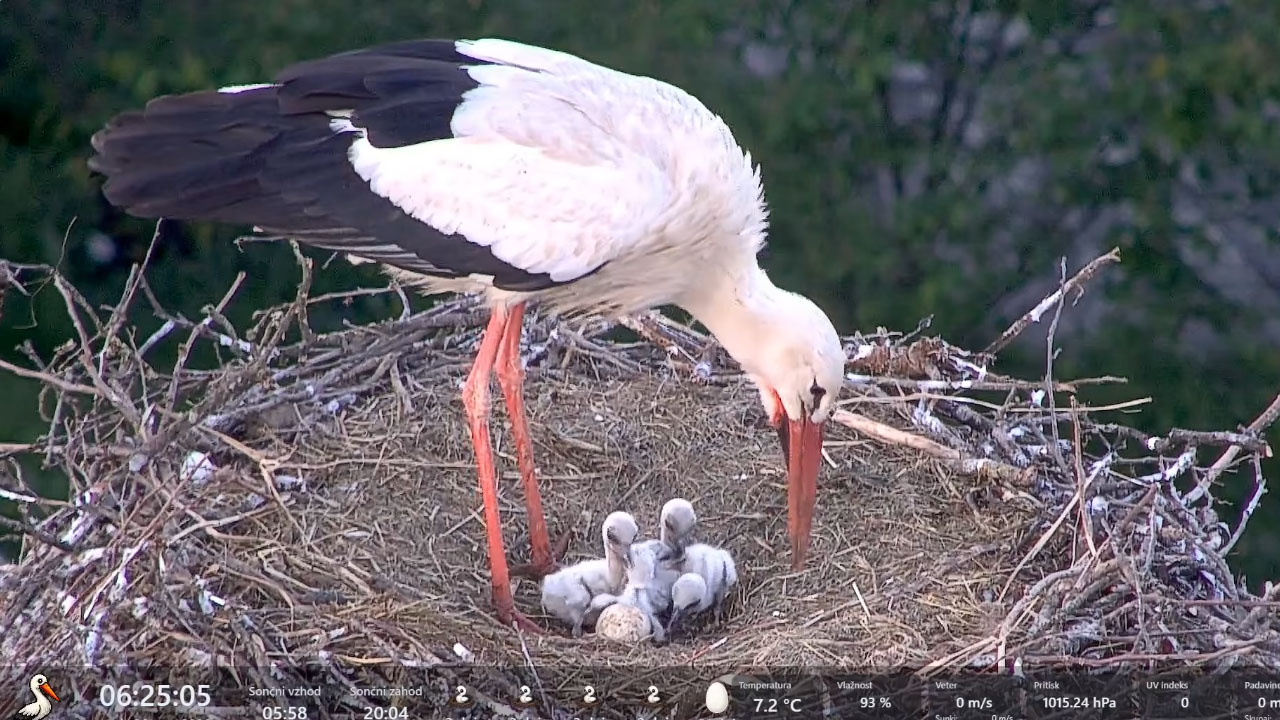 Štorklja v gnezdu na strehi župnišča v Cerkljah skrbno bdi nad petimi pravkar izvaljenimi mladički