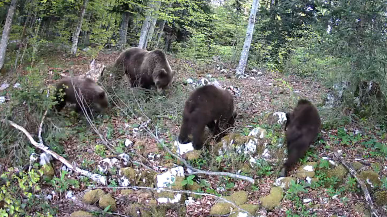 Medvedka s tremi majhnimi mladiči sredi bujnega zelenja v slovenskem gozdu ob zgodnji jutranji uri