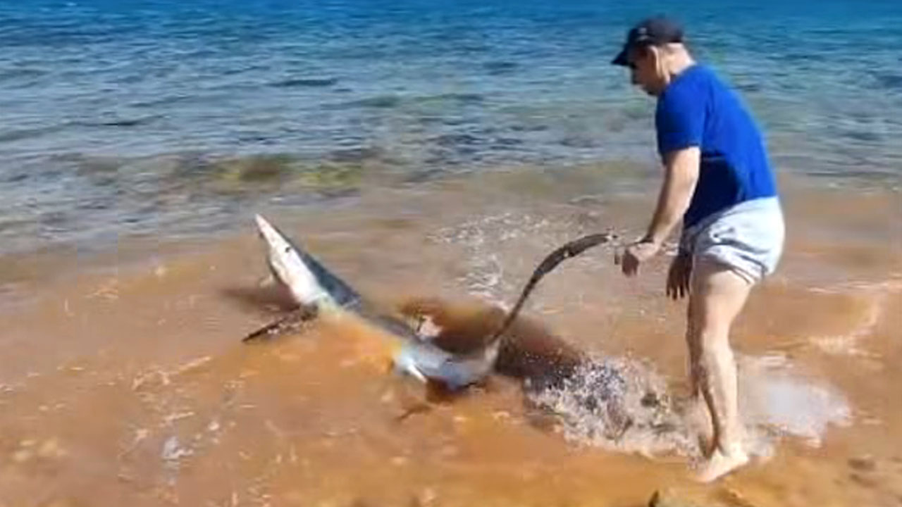 Moški na plaži na Pagu rešuje sinjega morskega psa iz plitvine