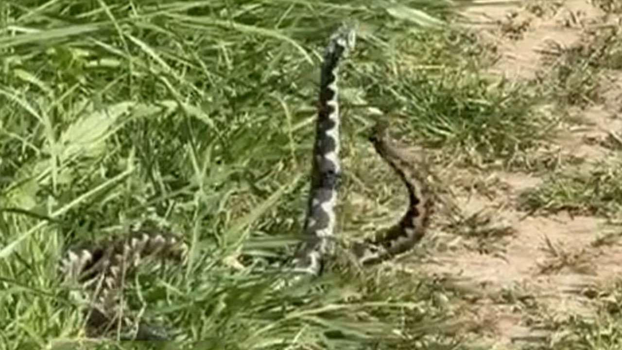 Dva strupena modrasa se na sončni travi prepletata in tolčeta ob tla v ritualnem boju za prevlado