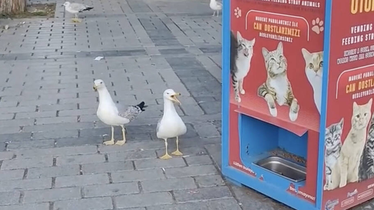 Galebi v Istanbulu v Turčiji oponašajo mačje mijavkanje, da bi prišli do briketov
