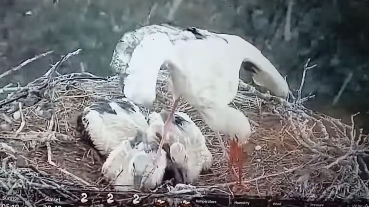 Štorklja med nevihto s točo razprla krila, da bi zaščitila mladičke
