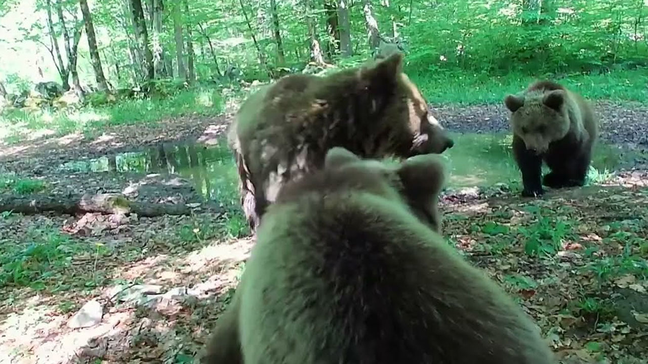 Divje živali v kočevskih gozdovih našle osvežitev ob preteklih vročih dneh
