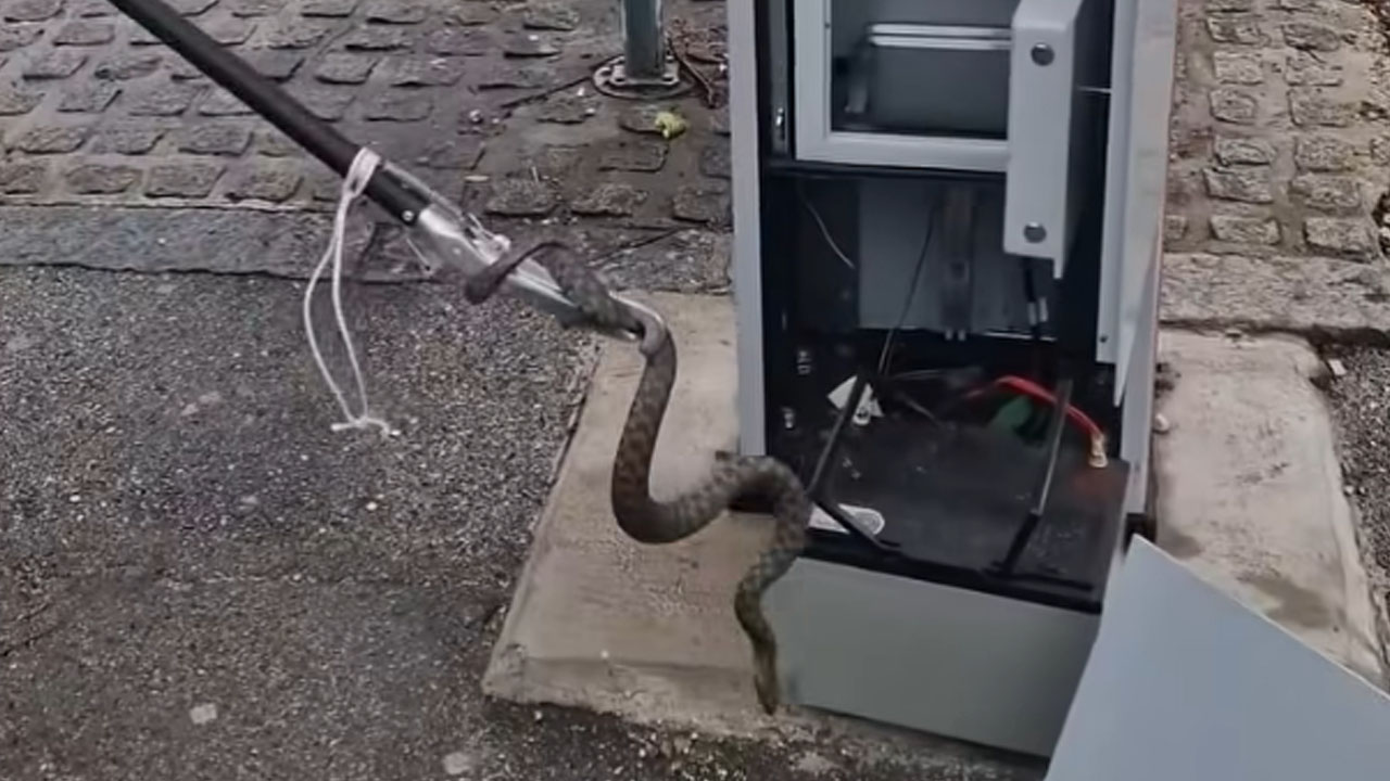 Iz parkomata na parkirišču Čebelica v Kranju odstranili živo kačo