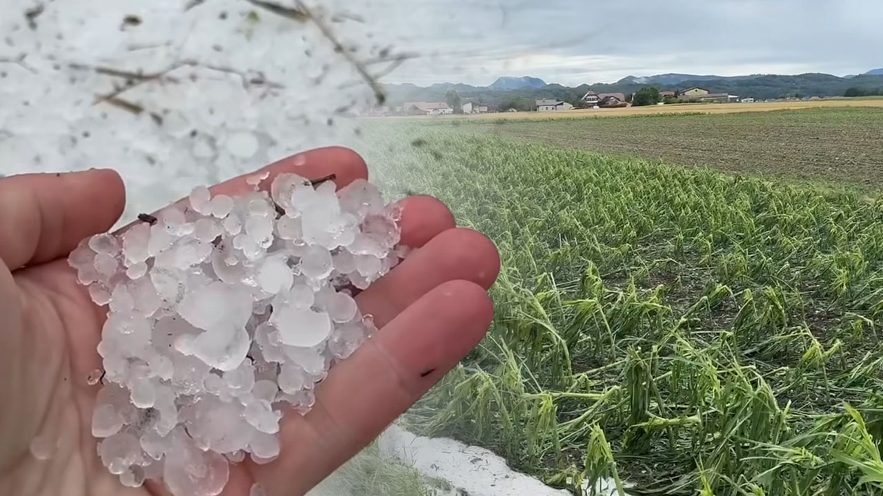 Toča sinoči klestila tudi na Ptuju, nastala velika škoda na pridelkih