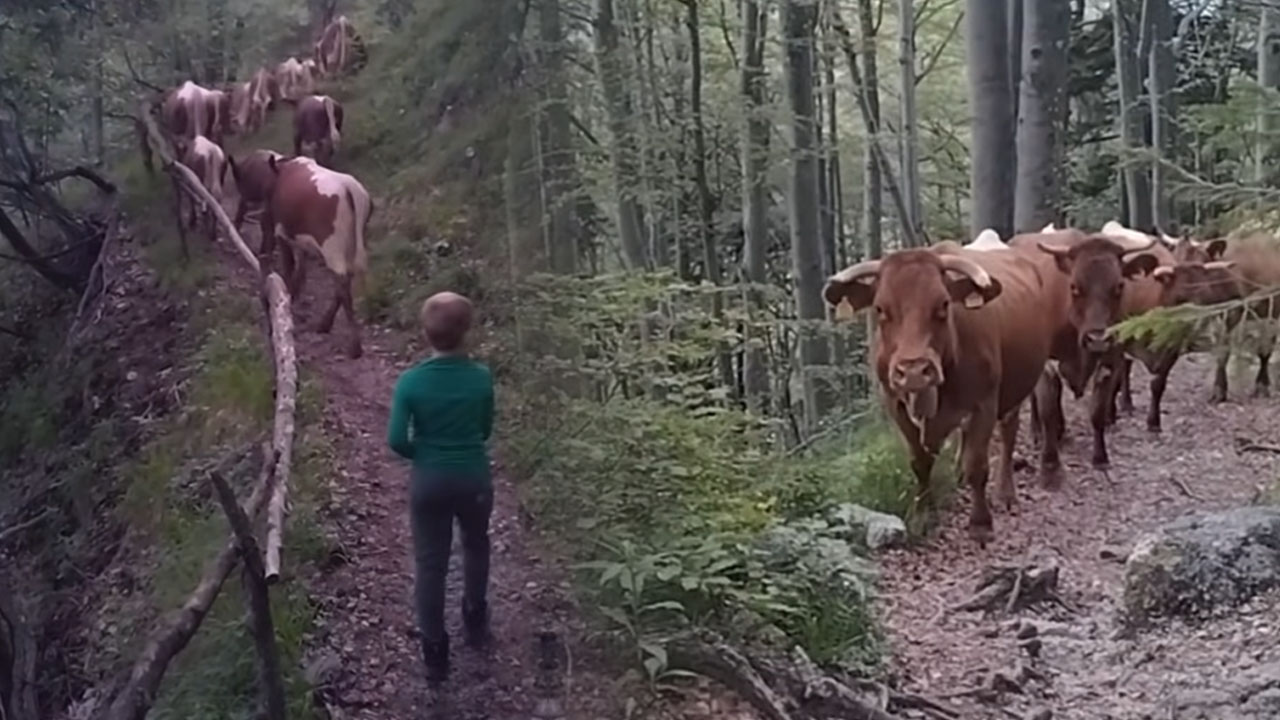 Na Veliko planino se v teh dneh vračajo krave, ki bodo tam ostale do septembra
