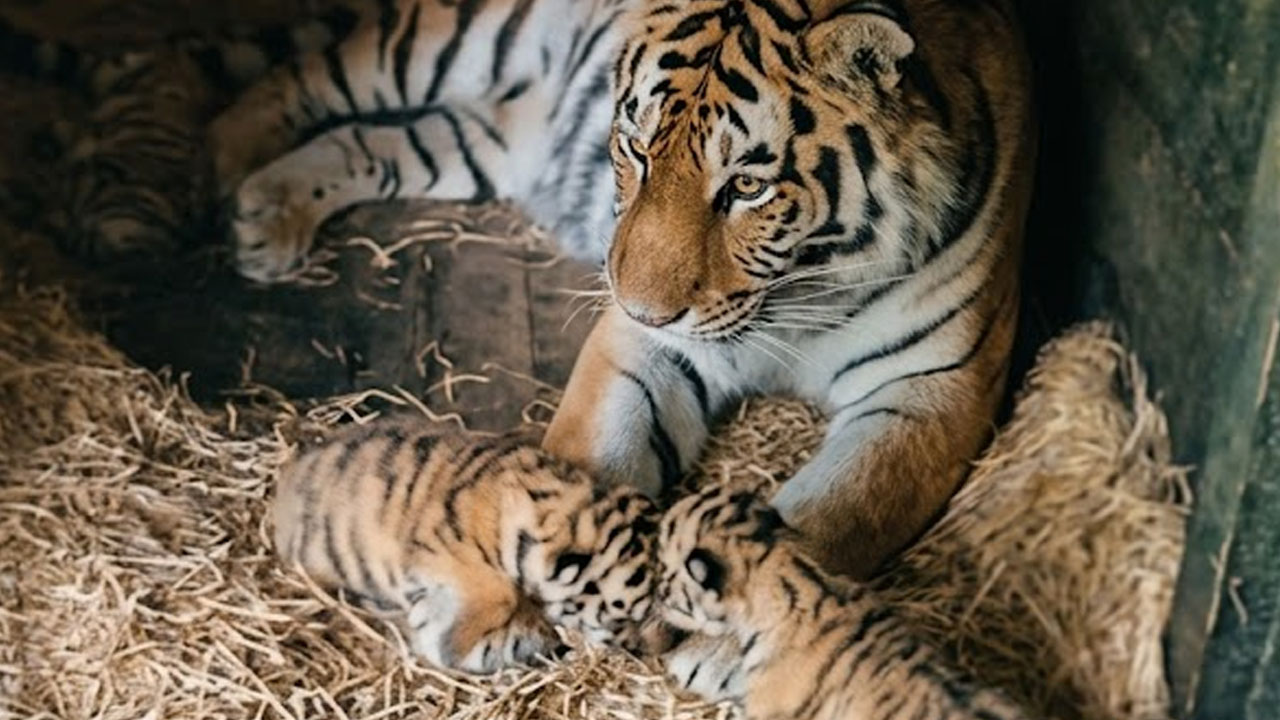 Mladički sibirskega tigra po treh tednih odraščanja v ZOO Ljubljana