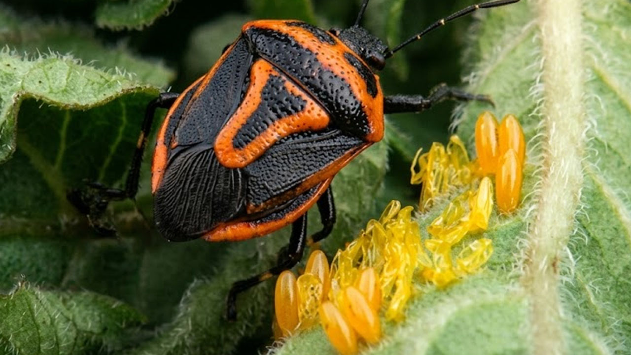 Plenilska stenica Perillus bioculatus se je razširila tudi v Slovenijo