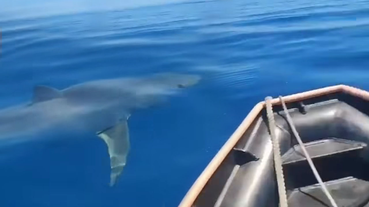 V bližini hrvaškega otoka Hvar posneli morskega psa vrste mako