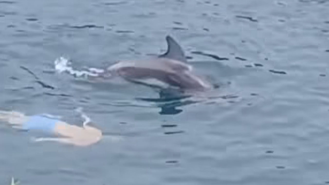 Delfin pri Zadru zabaval plavalce