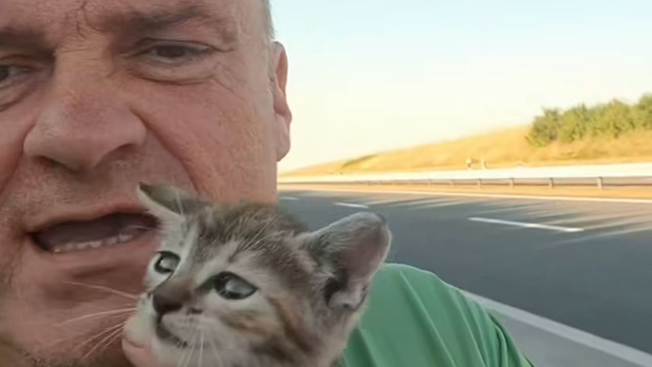 Hrvoje Mužević iz Hrvaške na avtocesti pogumno rešil mačjega mladiča