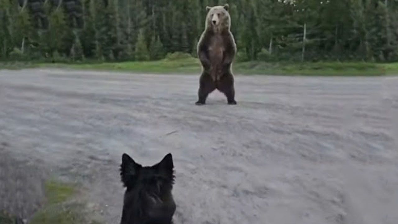 Grizli v Kanadi večkrat obkrožil žensko in njenega psa