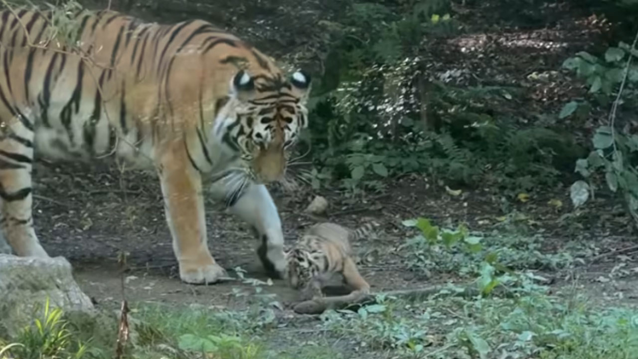 Mladički sibirskega tigra z mamo Ariso prvič raziskujejo zunanji del ograde