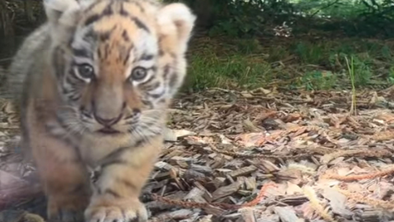 Trije mladiči sibirskega tigra med igro z mamo Ariso v ZOO Ljubljana