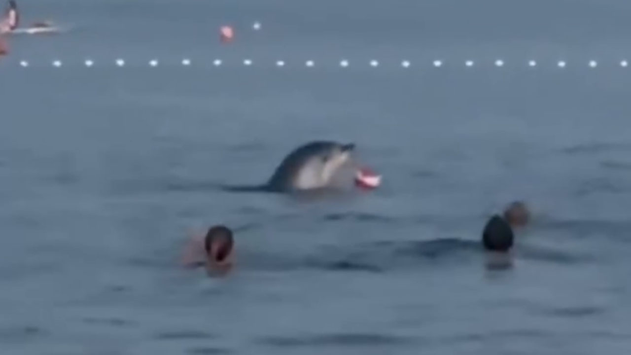 Delfin v Maslenici navdušil kopalce z igranjem z žogo