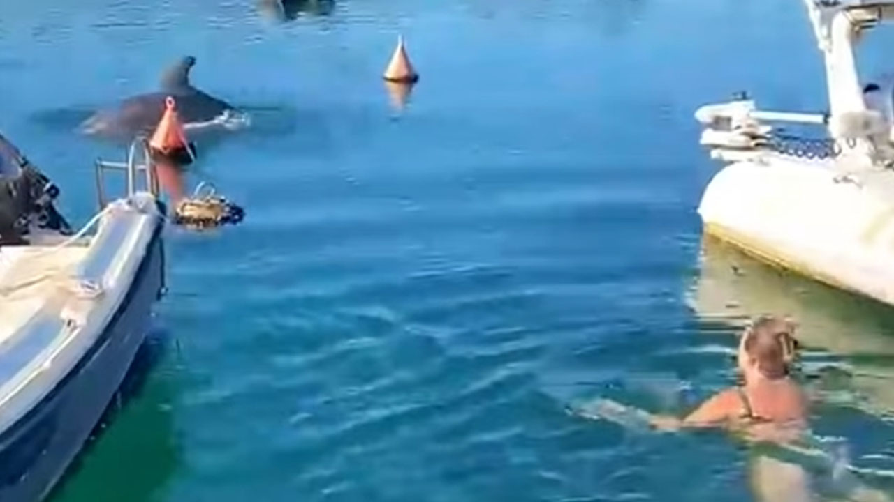 Delfin samotar Oliver se je na hrvaški plaži igral s Hrvatico
