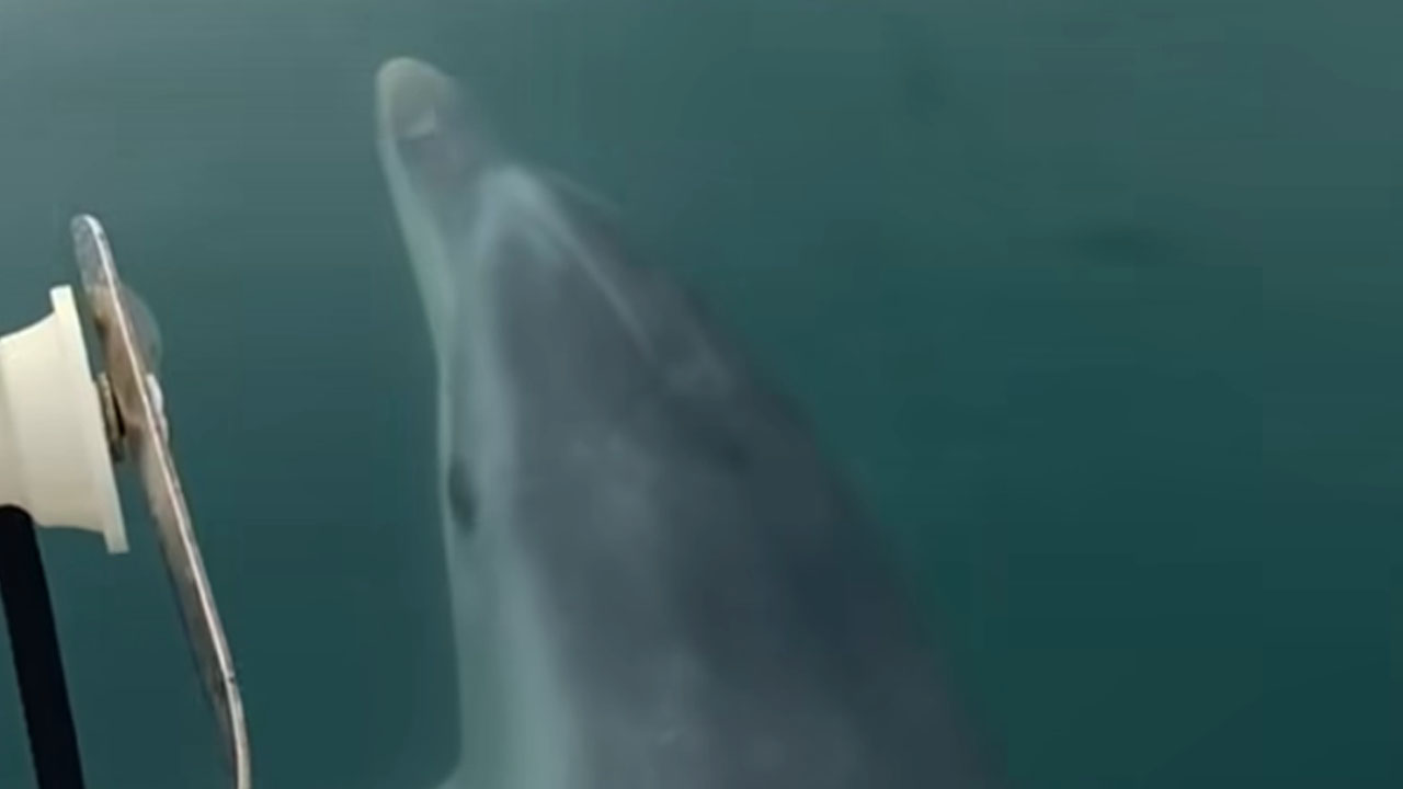 Priljubljeni delfin Oliver plaval pred drvečim gliserjem