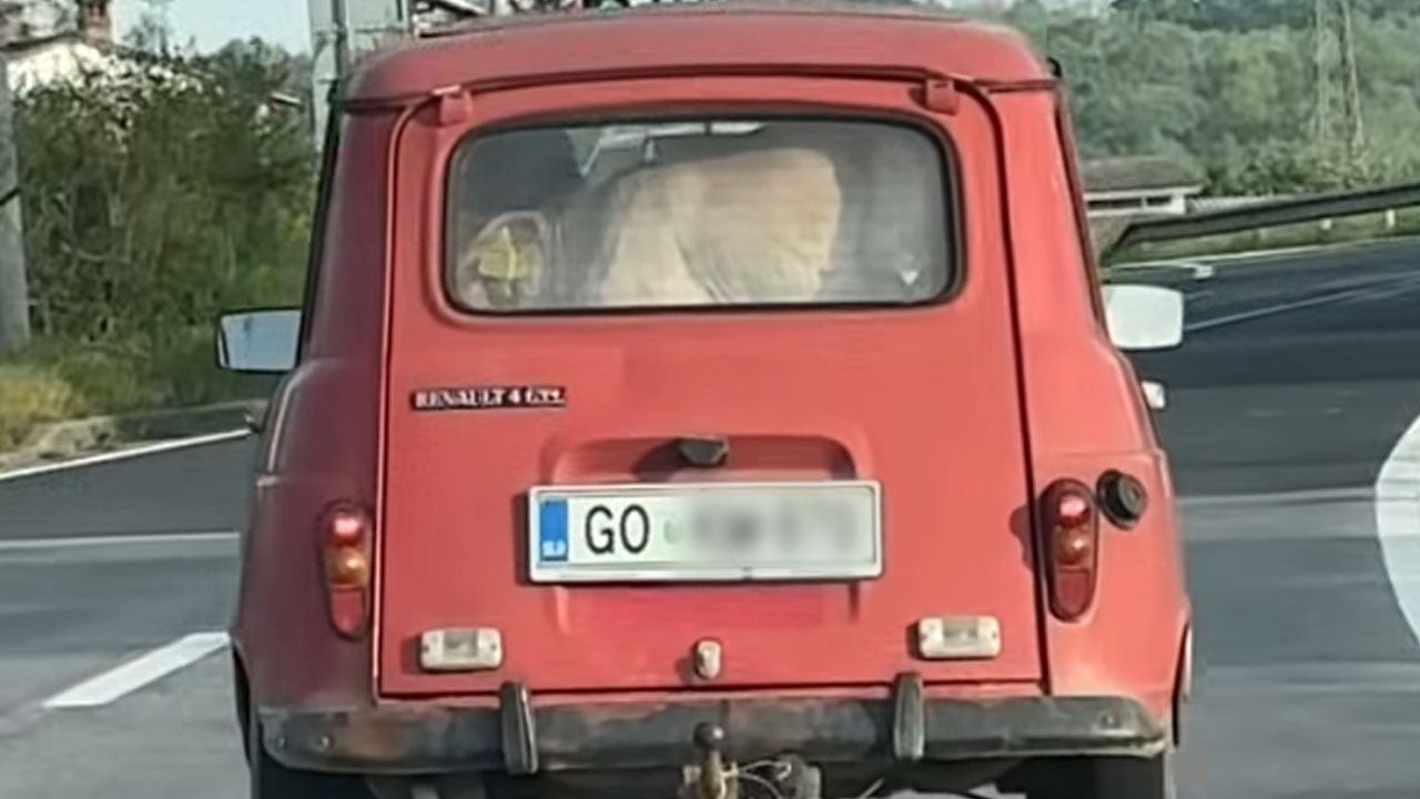 Voznik na Primorskem v katrci peljal telička
