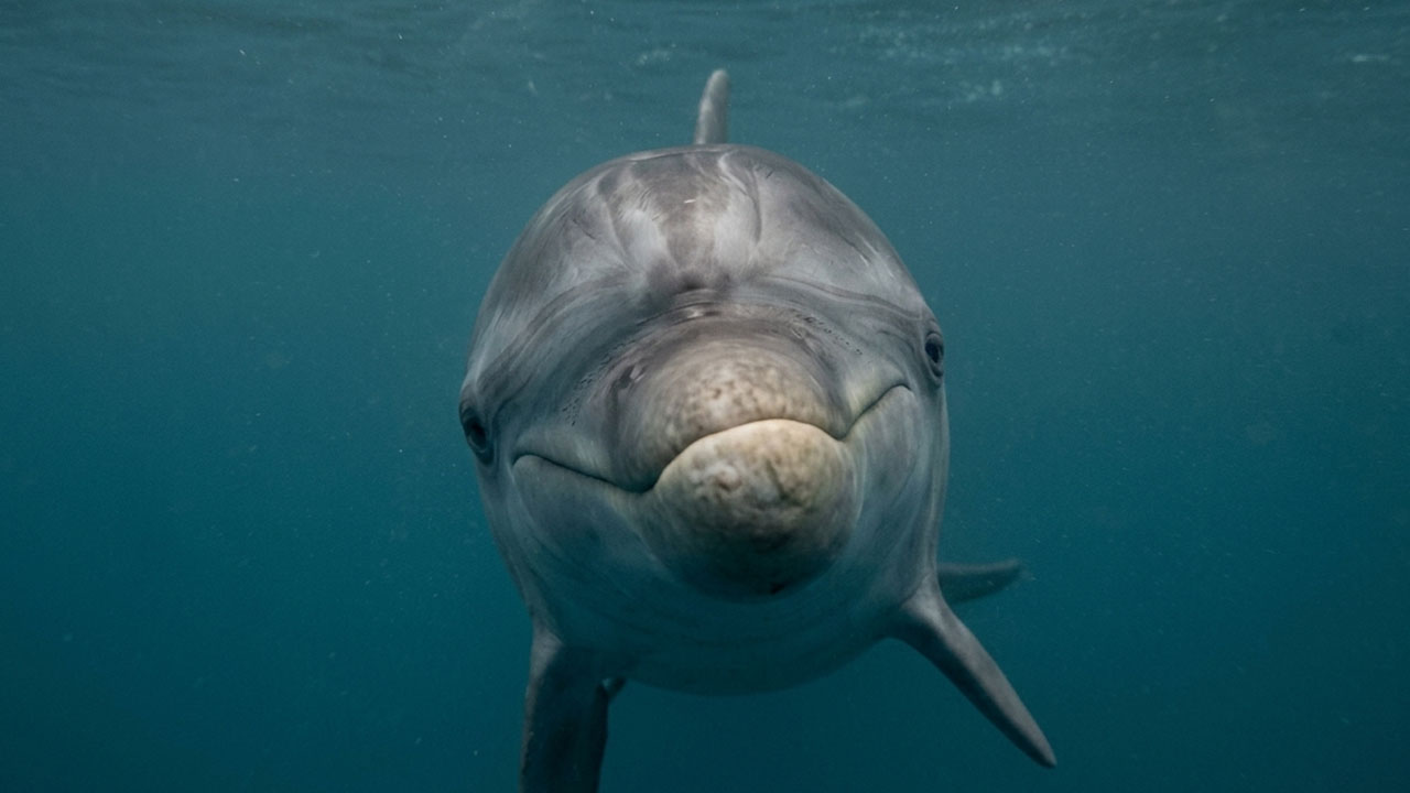 Delfin Oliver prvič posnet pod morsko gladino
