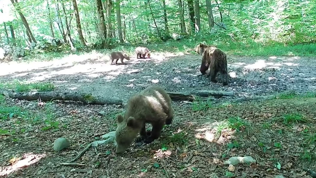 Medvedi in jeleni ob skriti gozdni kaluži v kočevskem gozdu