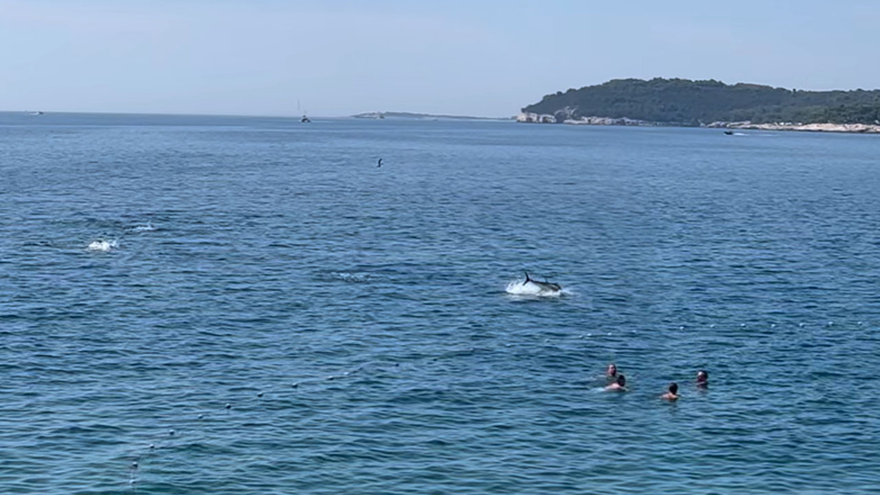 Velike tune skakale iz morja tik ob plaži Verudela pri Pulju