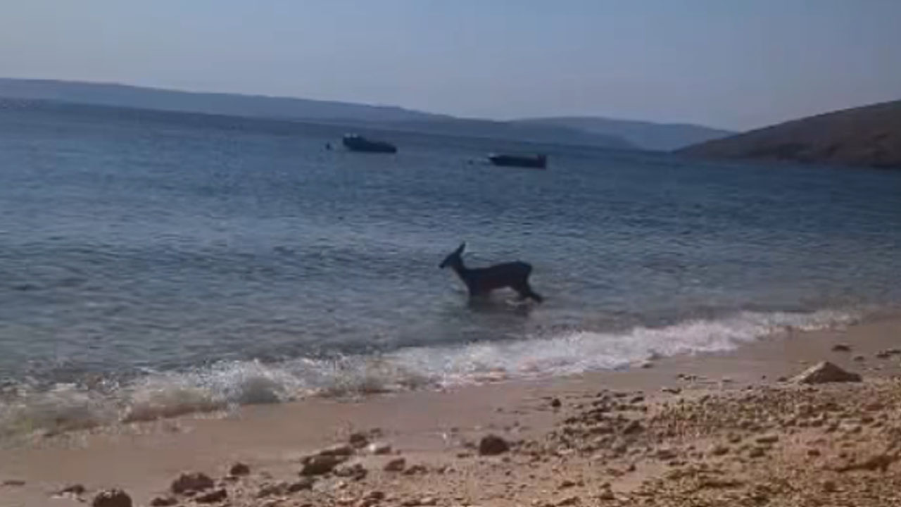 Srna na otoku Krk zaplavala v morju, da bi se ohladila