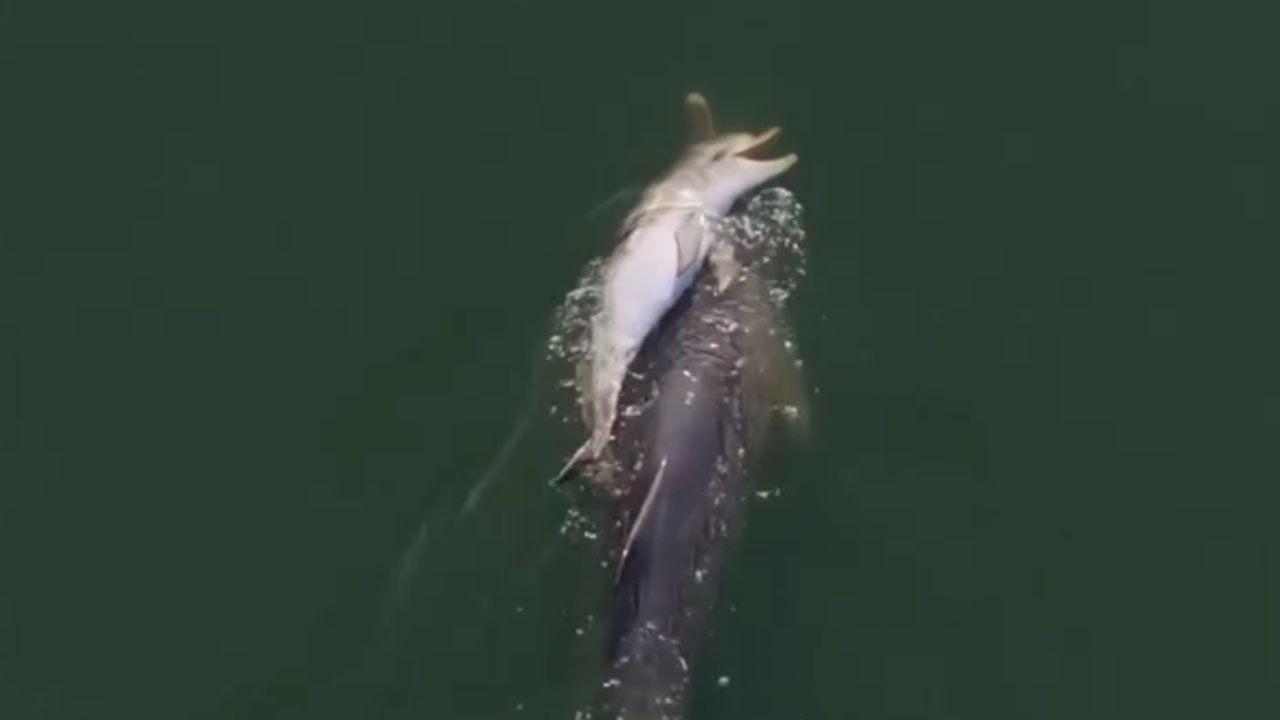 Delfinka enajst dni nosila poginulega mladiča med žalovanjem