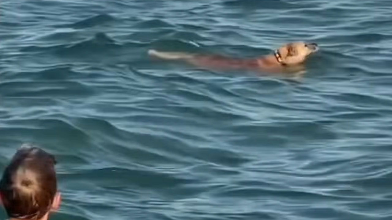 Na plaži v Zadru posneli psa, ki je plaval med kopalci