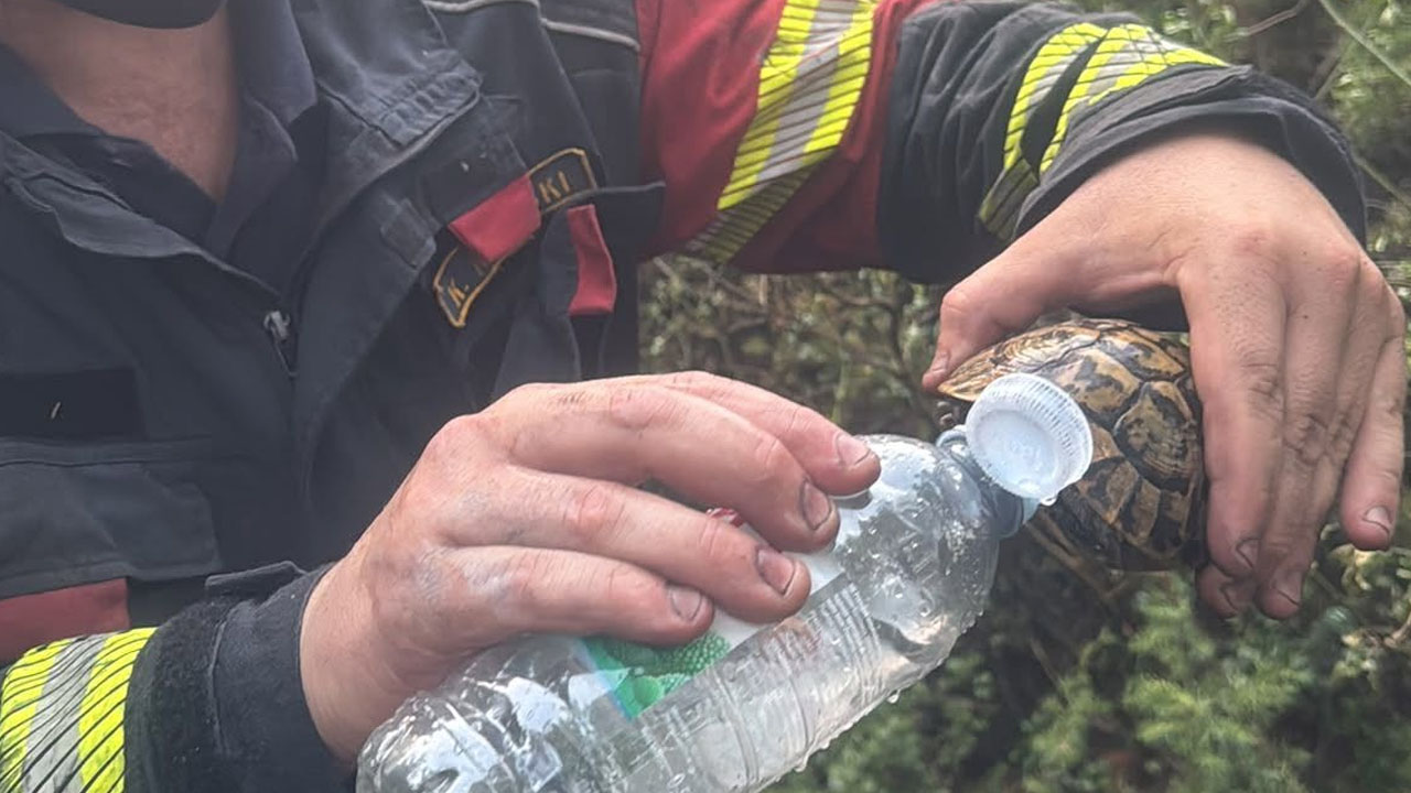 Gasilec med bojem z ognjenimi zublji na Pelješcu pomagal žejni želvi