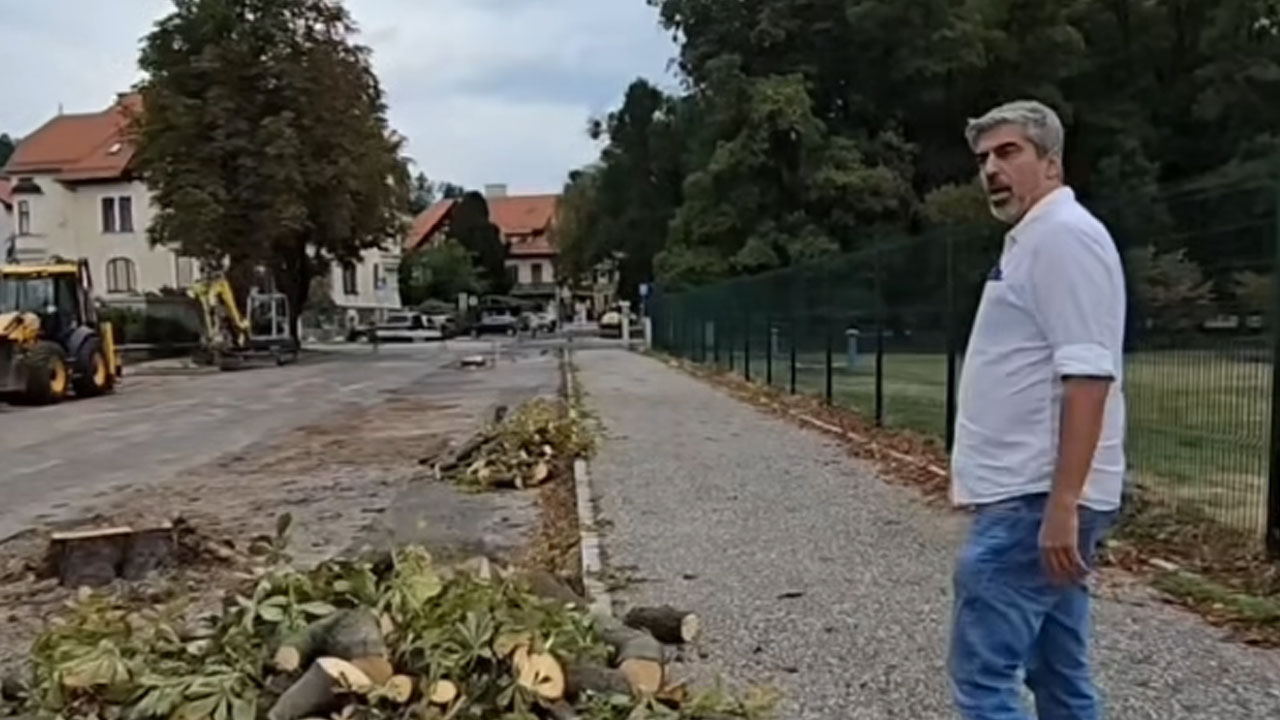 Bor Greiner o posekanem drevoredu divjih kostanjev v Mariboru
