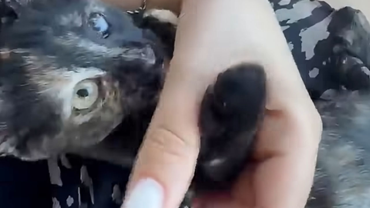 Poškodovana mačka Marina, ki naj bi ji dežurna veterinarka zavrnila pomoč