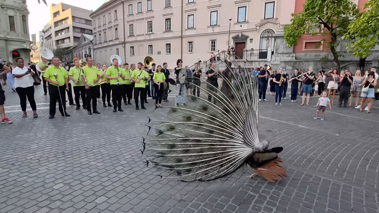 Pav Jani na ulicah Ljubljane ob igranju pihalne godbe