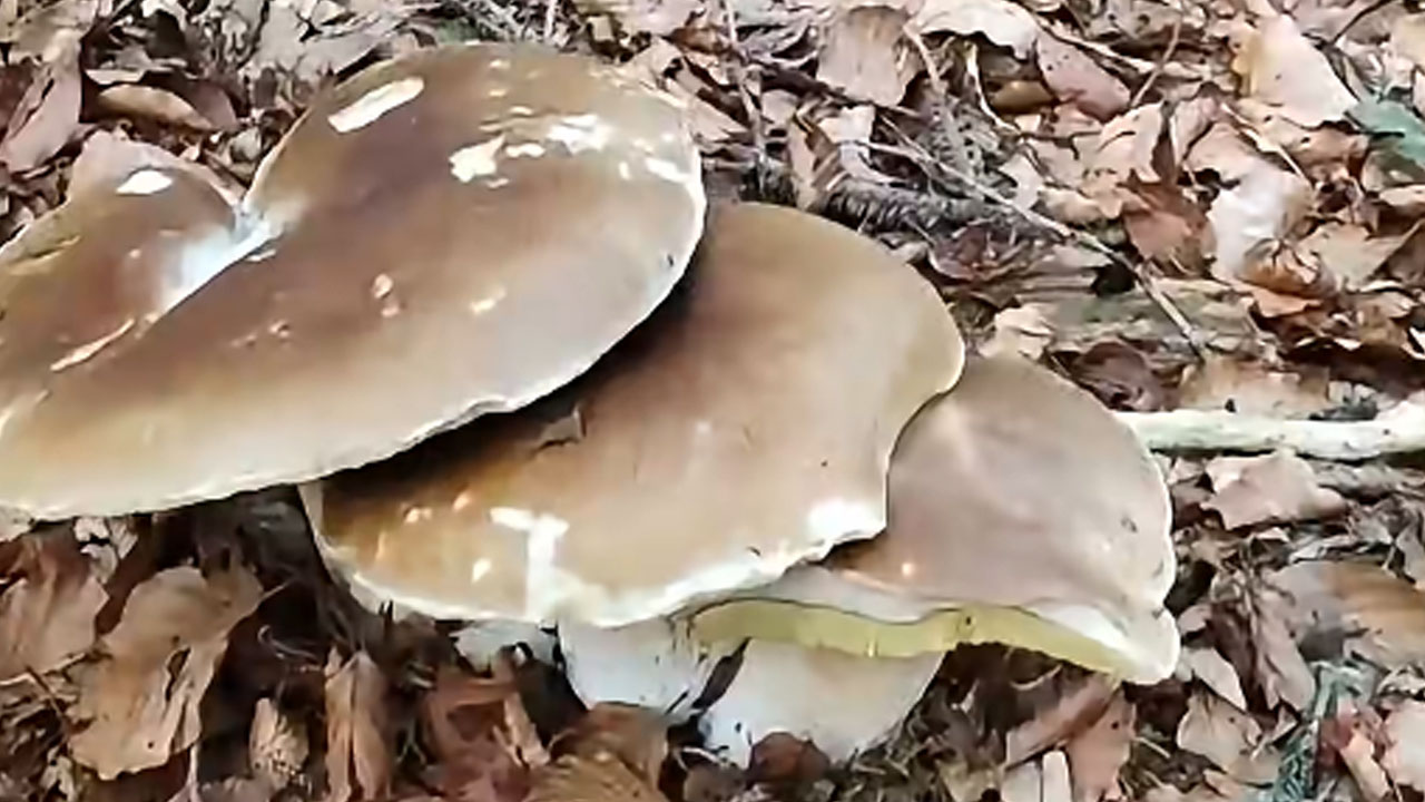 V naših gozdovih naletela na veliko število jurčkov