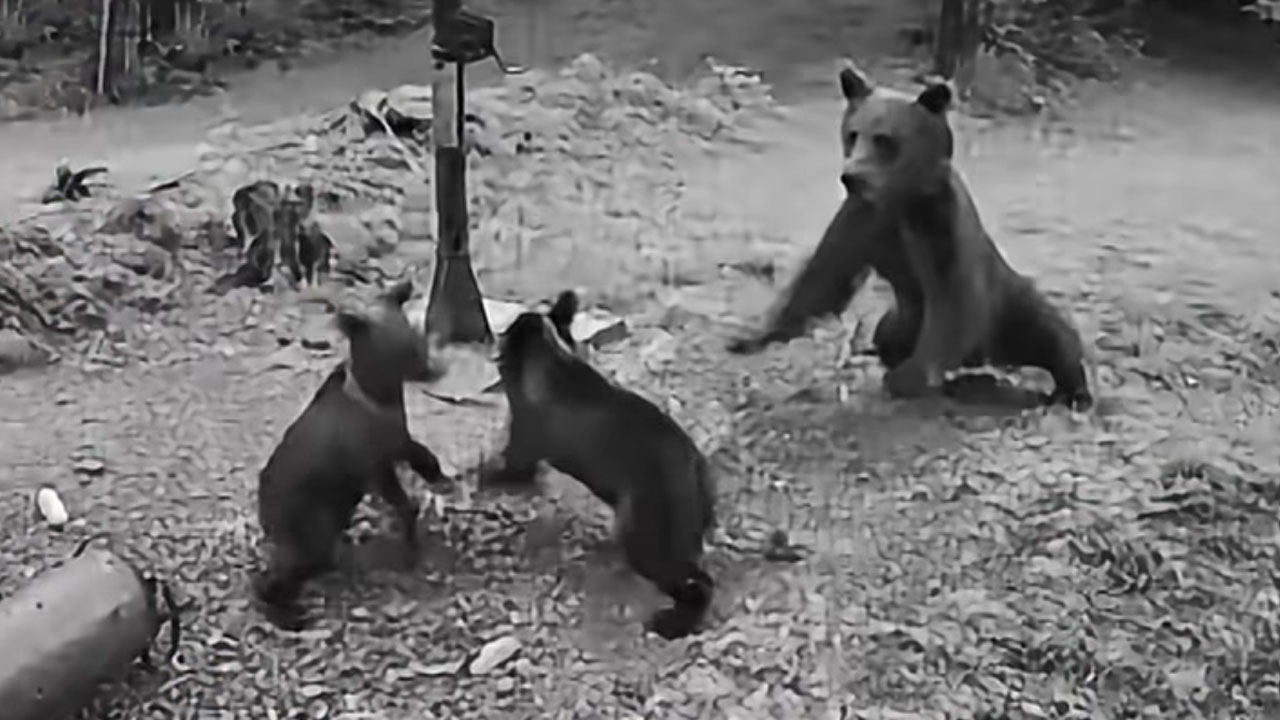 Mama medvedka napadla kamero, da bi zaščitila dva mladiča