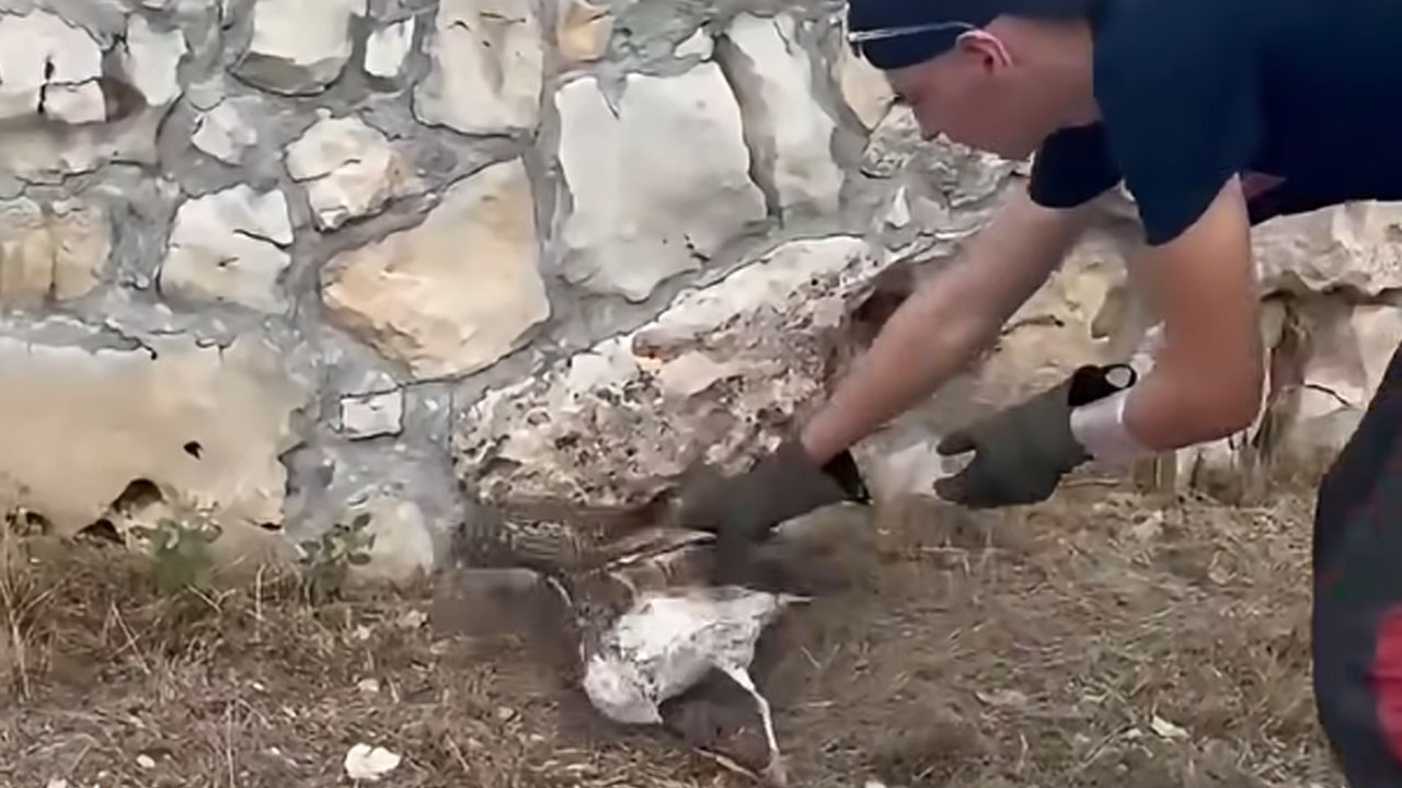 Gasilci DVD Primošten rešili poškodovanega galeba na Braču