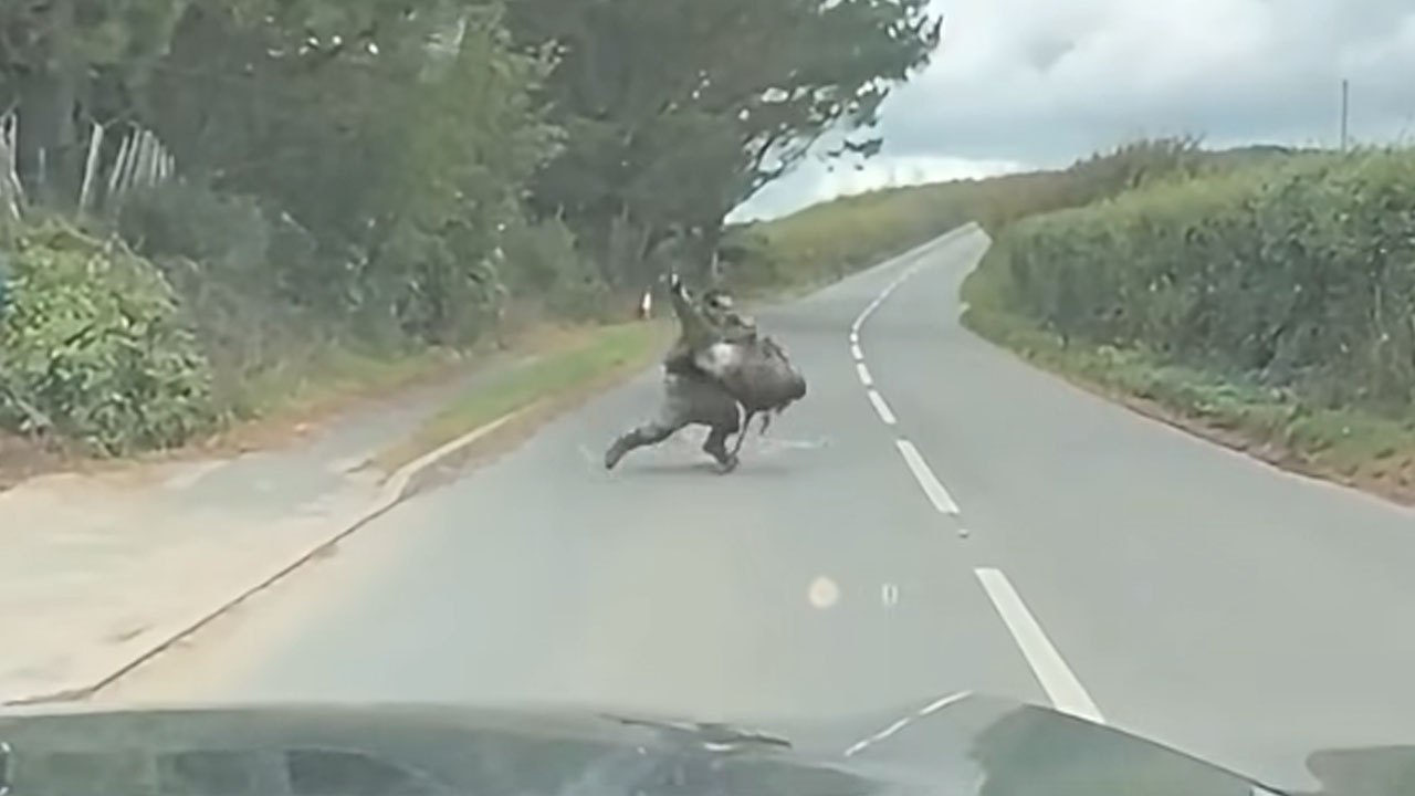 Moški se preriva z emujem na angleški podeželski cesti
